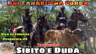 Canário foi pra corda contra os vaqueiros Sibito e Duda em Vila de Cimbras PesqueiraPE 240224 [upl. by Enelkcaj382]