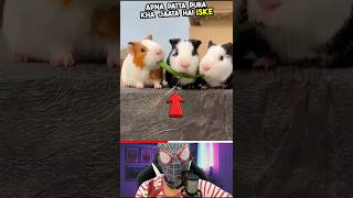 Everyone likes these cute rabbits 🐭 viral reels education knowledge trending facts shorts [upl. by Tnilf]