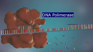 O Processo de Replicação do DNA  Animação Narrada em 3D [upl. by Sharai84]