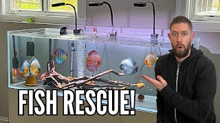 RESCUING DISCUS FISH from Beautiful 180 Gallon Aquarium [upl. by Feodora827]