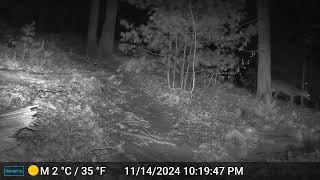 Ashland Trail Cam 111424 Deer b [upl. by Inait]