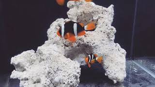 Clarkii Clownfish Amphiprion clarkii [upl. by Gothar]