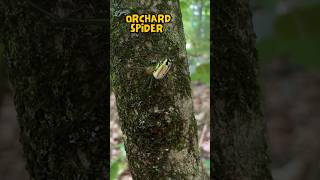 Orchard Orbweaver Spider shorts arachnid [upl. by Shirley]