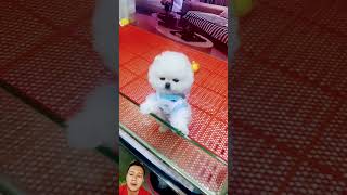 dog pomeranian pets pomerania cute puppy fnf tv minecraft funny [upl. by Ahsi]