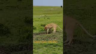 Only in masai mara l wildanimals masaimara lionhunting wildlife [upl. by Sudbury]