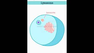 wait for it lysosome structure and function lysosomes class 11 [upl. by Kalle]