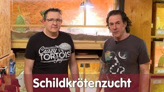 Reptil TV  Folge 114 – Schildkrötenzucht [upl. by Volney472]