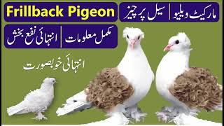 Frillback Pigeon total information [upl. by Heiner]