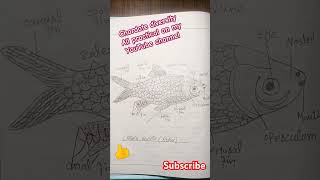 chordate diversity all practical phylum chordata zoology shorts share youtubeshorts phylum [upl. by Barina]