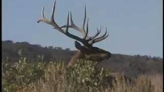 quotUnbullievablequot Hunting Bull Elk with MossBack [upl. by Anaek]