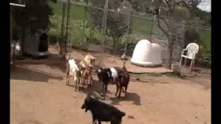 11weekold German Shepherd puppy works goats on line [upl. by Abas]