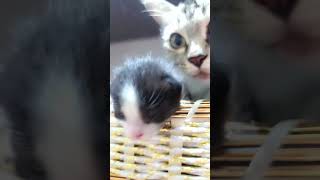 Cuteness overloaded 😻 kittenish kittenvideos kitten loveforkittes [upl. by Slaby]