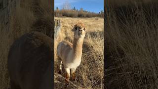 Winterizing the Alpaca Shelters [upl. by Vinia185]