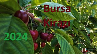 Bursa Kiraz Bahçeleri  31052024  trabzon [upl. by Akere]