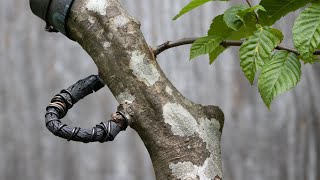 Thread Grafting Hornbeam [upl. by Assirac]