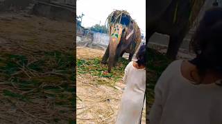 Hathi mere sathi New reels ytb chenal like subscribe funnyanimals [upl. by Drauode]