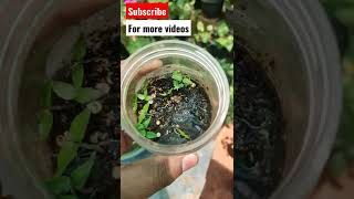 How to germinate Pepper seeds fast [upl. by Oniliuqnart937]