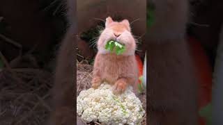 Cutest Rabbit 🐇  Adorable Pets  Pets videos 2024 shortvideo pets cute shorts rabbit short [upl. by Nadual444]