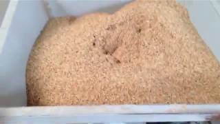 rice husk hammer mill [upl. by Yvor80]