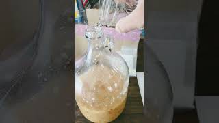 Making Hard Crab Apple Cider Part 2 cider homebrew hooch crabapple homemade [upl. by Sklar]