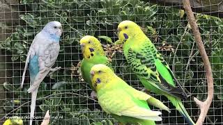 grasparkiet budgies budgerigar parakeet birds parkieten aviary voliere parrot lovebirds [upl. by Tedmund]