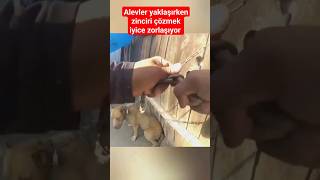 Zincirli köpeği yangından kurtarmak kolay olmadı [upl. by Liesa973]