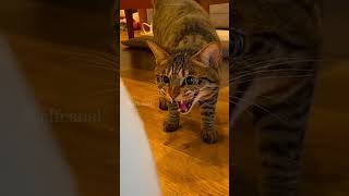 shortvideo funny petschannel yourpet cat pets petchannel yourcat [upl. by Rockwell]