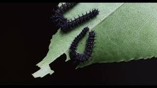 imperialis cecropia and regalis caterpillars  1st instar feeding [upl. by Ivo967]