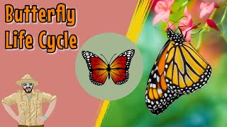 The Butterfly Life Cycle  Educational Videos For Kids [upl. by Artenra]