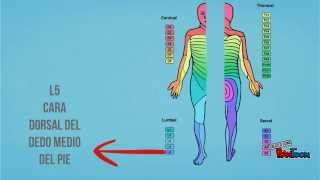 dermatomas y miotomas [upl. by Micaela999]