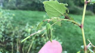 A Jewelweed seed pod exploding in slow motion [upl. by Harlow794]