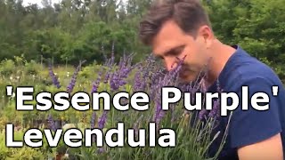 Lavandula angustifolia Essence Purple  Levendula [upl. by Arada]