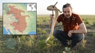 The Prairie Rattlesnake  Facts amp Information [upl. by Nalaf]