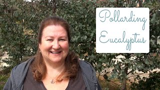 How To Prune Eucalyptus Trees Including Pollarding and Coppicing [upl. by Alyce]