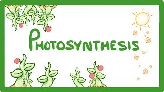 GCSE Biology  Photosynthesis 48 [upl. by Cave]