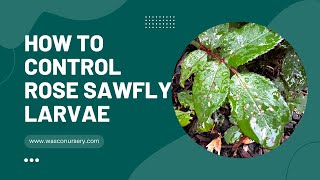 How to Control Rose Sawfly [upl. by Lennox505]