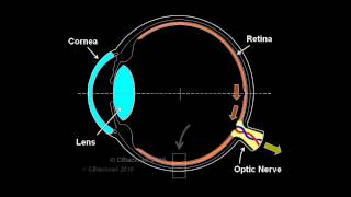 Anatomy  Vision Part 2  Photoreceptor Signaling amp Photobleaching [upl. by Ateinotna9]