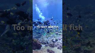 Zhuhai Chimelong Spaceship Hotel Aquarium small fish [upl. by O'Hara]