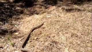 Gopher Snakes  Southern California 2012 [upl. by Munford]