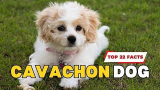 Cavachon  Quick 22 facts [upl. by Oigimer602]