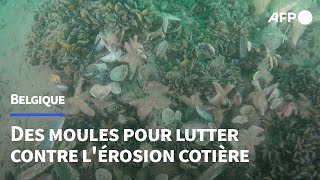 Belgique un récif de moules pour lutter contre lérosion côtière  AFP [upl. by Bautram]