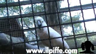 IL CACATUA IMPAZZITO [upl. by Ahsinnod]