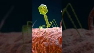 How Bacteriophage T4 attacking on Ecoli [upl. by Hamnet]