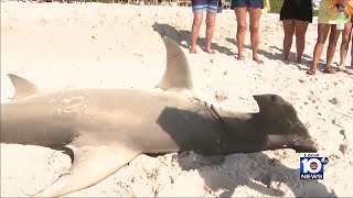 Hammerhead shark washes ashore in Pompano Beach [upl. by Ysirhc]