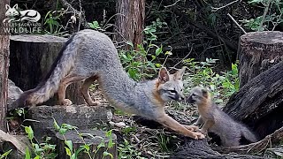 Gray fox family Part 2  Frances explores her new home [upl. by Acina386]