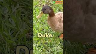 Adorable Ducks Duke amp Juke Quacking  Male Mallard Duck  Superstar🦆 No18amp19 [upl. by Attenad]