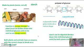 Polysaccharide Structure and Function [upl. by Oribel823]