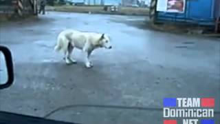 Perro Bailando Mambo [upl. by Trici]