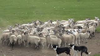 Sheepdog demo in Scotland Puppies at the end [upl. by Gregorius]