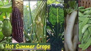 Mga Halaman Pwedeng Itanim sa Taginit10 Veges Crops can be planted this Hot Summer Season [upl. by Nilved]